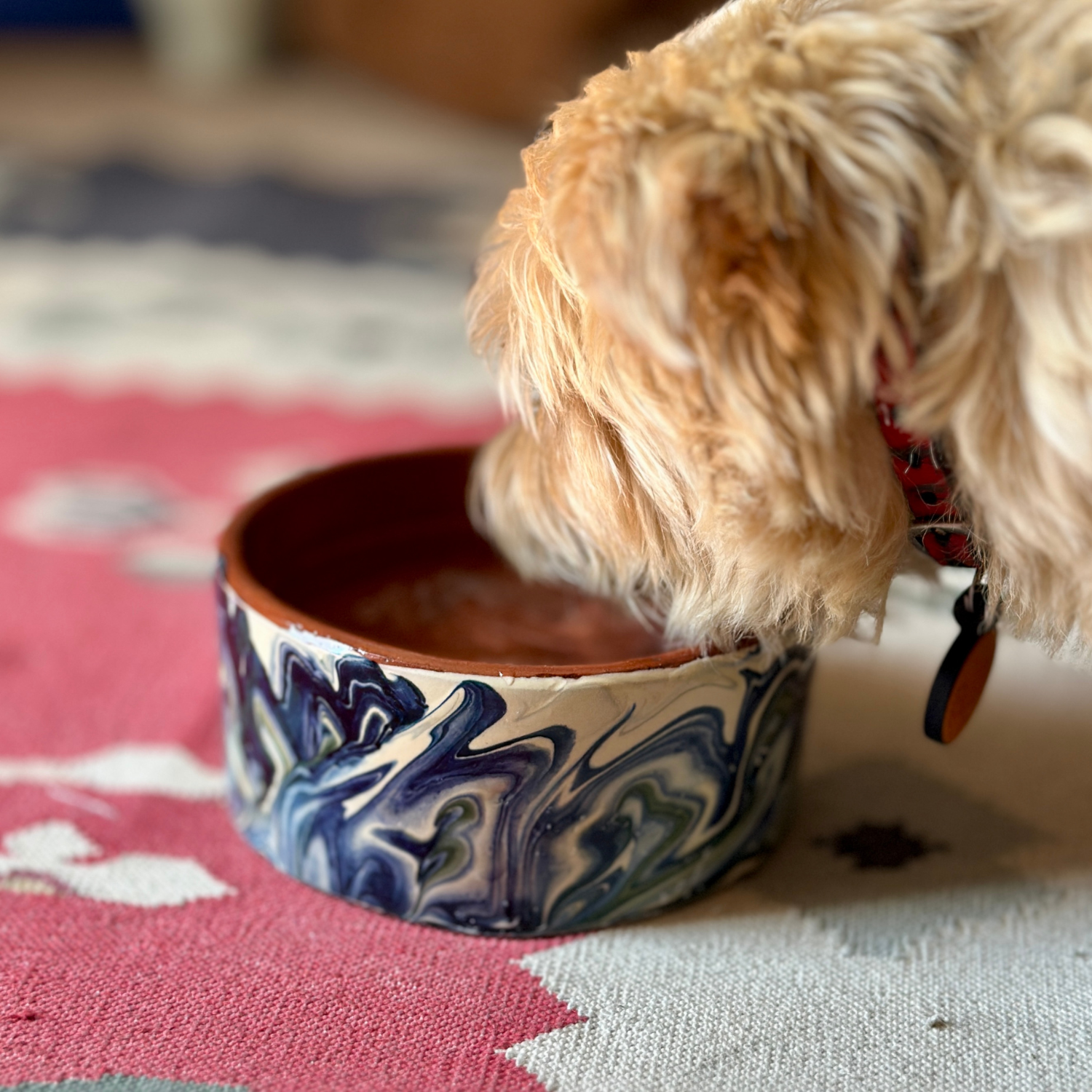 Dog Bowl