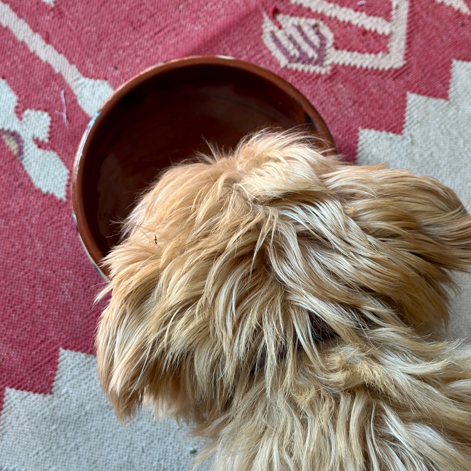 Dog Bowl