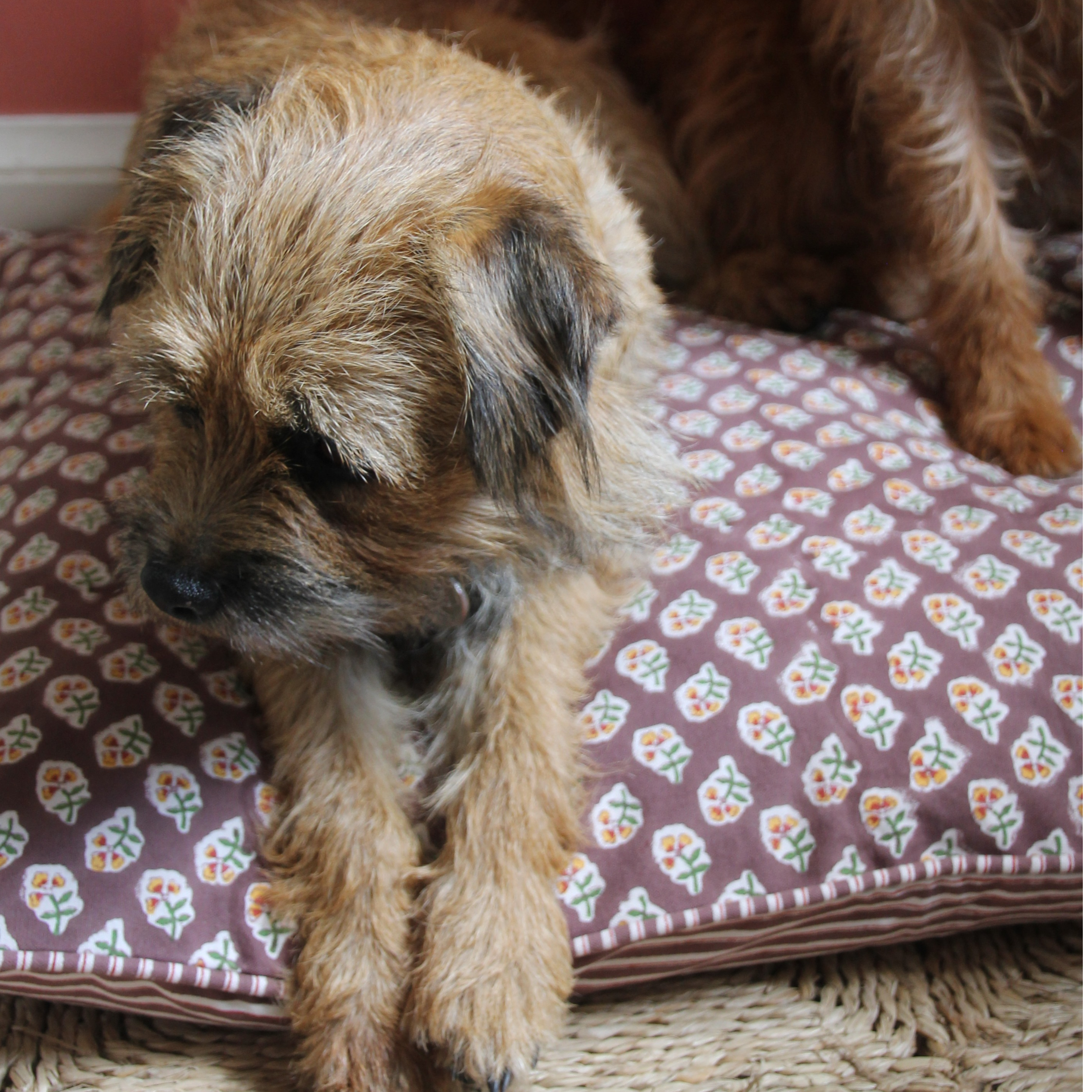 Dog lying on a floral-patterned cushion