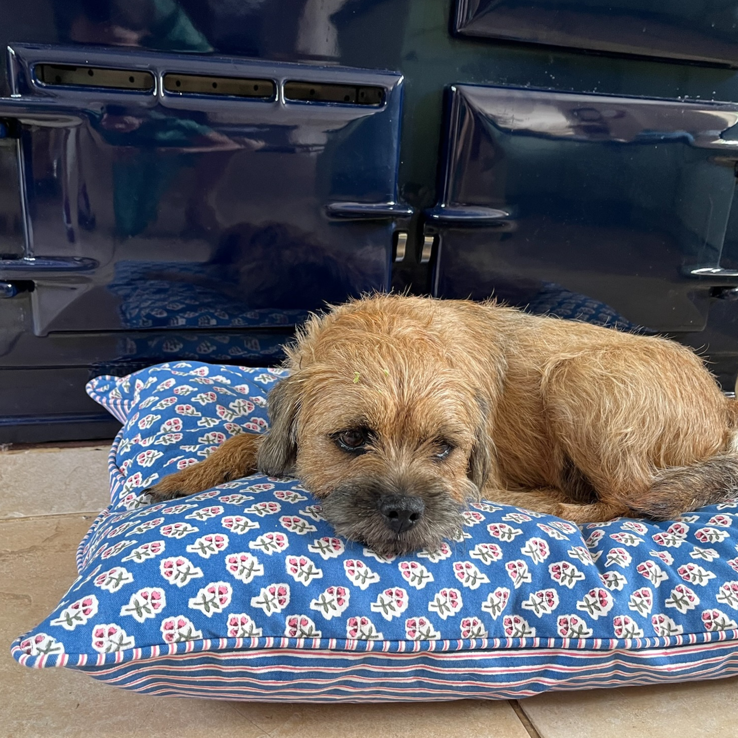 Azure Blue Ditsy Dog Bed