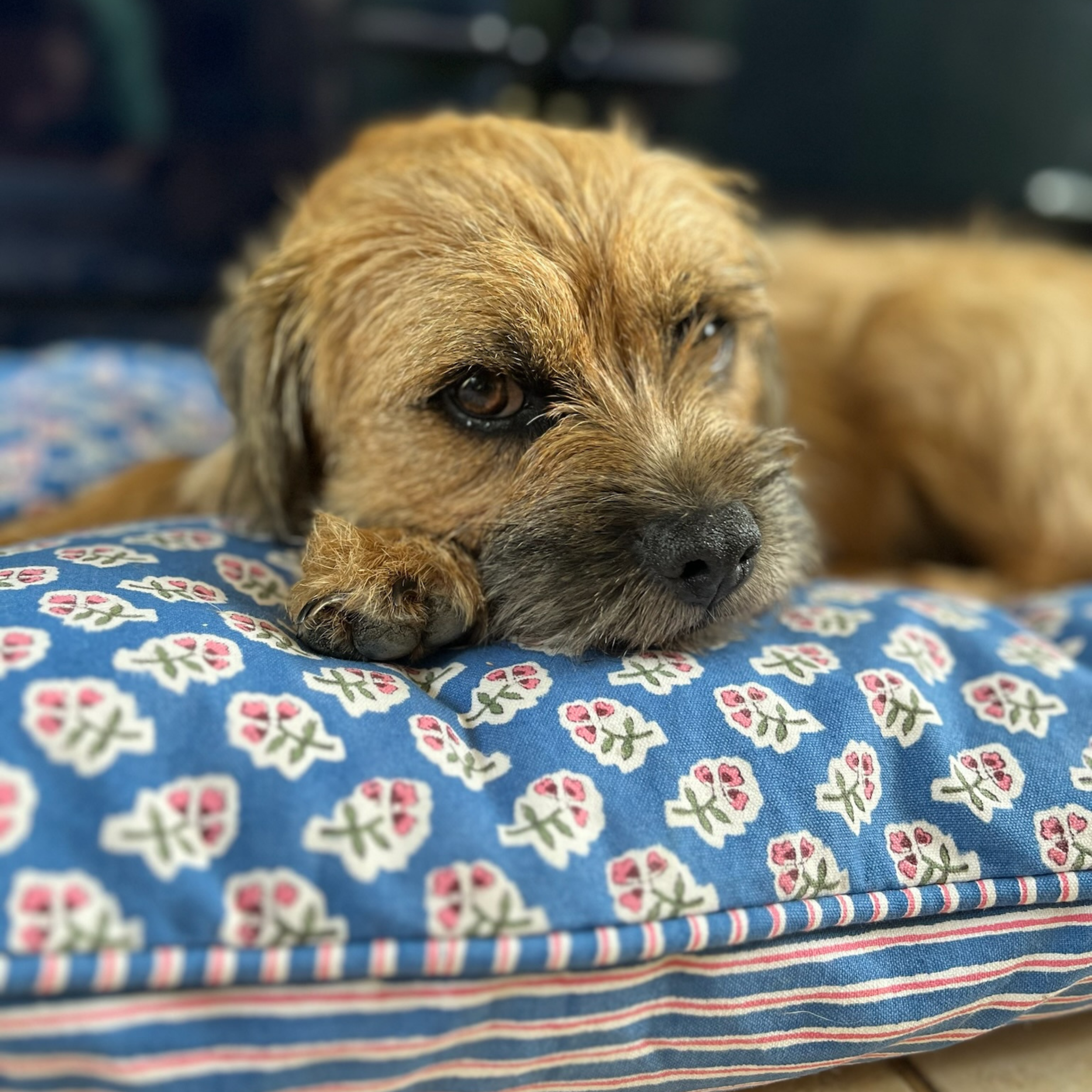 Azure Blue Ditsy Dog Bed