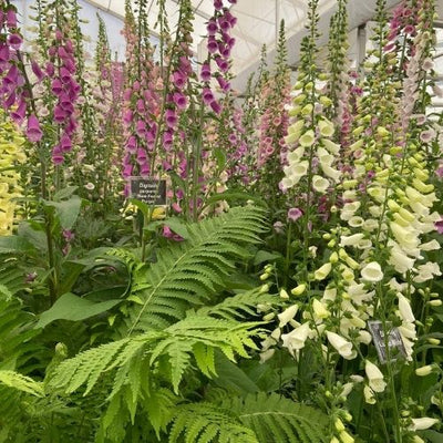 RHS CHELSEA - ONE OF OUR FAVOURITE WEEKS OF THE YEAR
