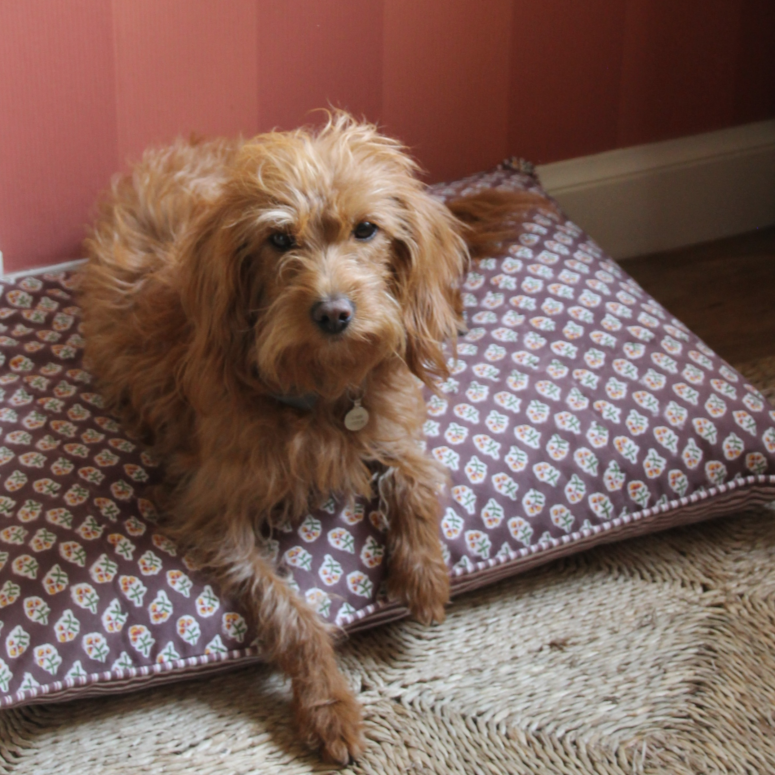 Dog sitting on a patterned dog bed against a red wall.